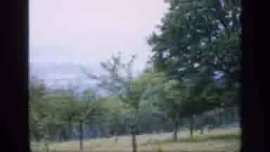 England (1949): Young Trees Planted On A Hillside Near A Forest With Farmland In