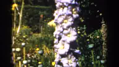 ENGLAND-1949: White Foxgloves In The Garden