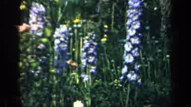 England (1949): Pretty Looking Flowers In A Garden Some Yellow And Blue