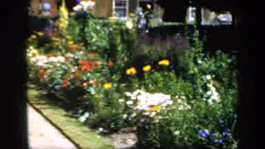England (1949): A Lot Of Colored Flowers Picked Inside A Small Garden