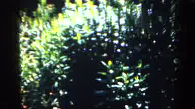England (1949): Variety Of Different Flowers Inside The Park
