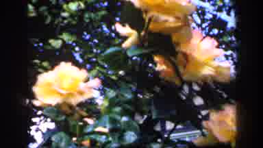 England (1949): A Beautiful And Gorgeous Flowers Are In The Trees Are Nice To