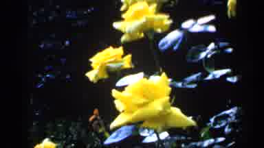 England (1949): Yellow Flowers Blooming On A Bright Sunny Day