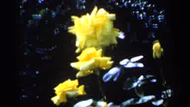 ENGLAND-1949: Yellow Rose Tree And Plaque At Shakespeare Birthplace Trust