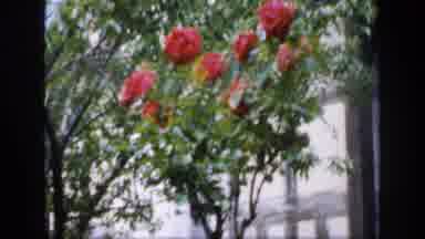 ENGLAND-1949: A View Of Dark Red Flowers In A National Park