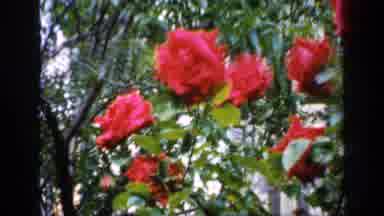 England (1949): A Park That Is Filled With Beautiful Red Roses