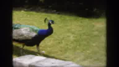 England (1949): Peacock Trots Around Grassy Yard Displaying Its Back Tail Feathers
