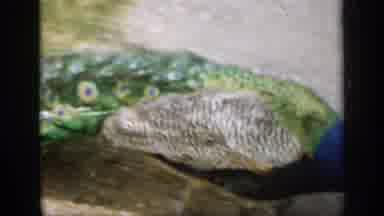 England (1949): A Beautiful Peacock Bird Cross The Road And Moving Toward The