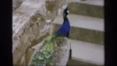 England (1949): Watching A Beautiful Color Bird Walking Up Steps Outside During