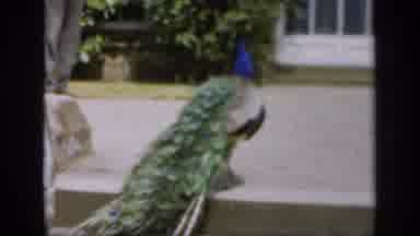 England (1949): A Peacock Walks Around The Park