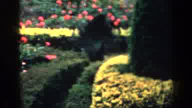 England (1949): Beautiful Peacock Right In The Middle Of The Park