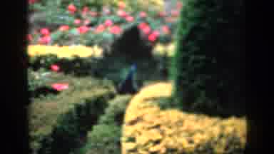 ENGLAND-1949: Peacocks Walking Through a Colorful Garden with Red Roses and Yellow Shrubs