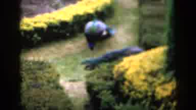 England (1949): A Beautiful And Excellent Peacock Moving Around The Park
