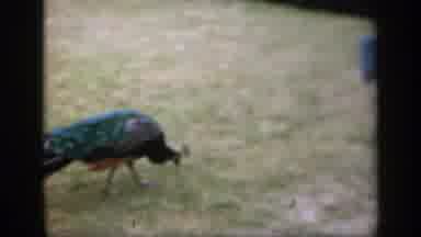 England (1949): Peacock Struts Across The Grass As Chick Hops Out Of The Nest