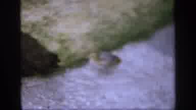 ENGLAND-1949: Baby Bird Catching Up To His Mother
