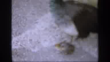 England (1949): Amazing And Beautiful Chicks With The Chicken And Nice To All