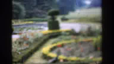 England (1949): Peacock Birds Walking Freely Along Side A Garden On Sidewalk
