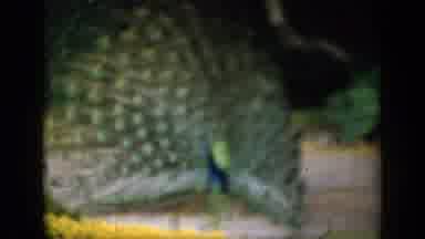England (1949): A Peacock Shows Off Its Colorful Wings And Feathers