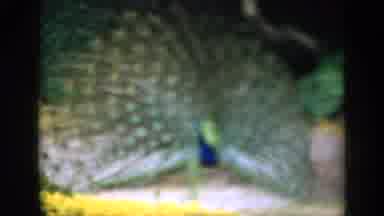 England (1949): Peacock Bird Showing Plumage And Shaking In Blurry Video