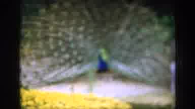 England (1949): Camera Shows Off A Blurry Peacock That Is Showing Off His Tail