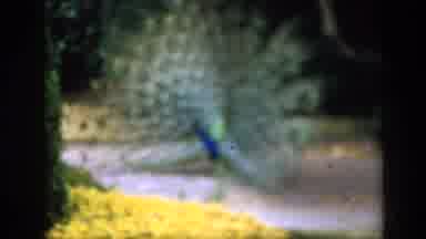 England (1949): A Wonderful Looking Peacock Bird Enjoys His Dance In A Beautiful