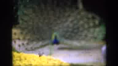 England (1949): In A Beautiful Nature At Park Peacock Enjoy The Nature
