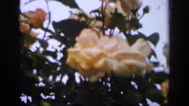 England (1949): A Rare Variety Of Flower With Softness And Flowers With Big Tree