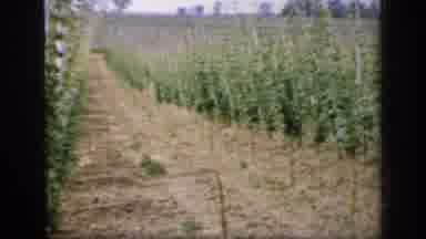 England (1949): Overlooking A Field With Plants Growing In Straight Rows Against A