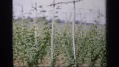 England (1949): A Place Where Farmers Work Hard To Get Green Vegetables