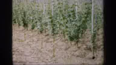 England (1949): Special Outdoor Video Of Wine Vineyard In Growth Phase On A Nice