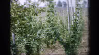 England (1949): A Full Of Green Trees And Thick Forest With Lot Of Green Place