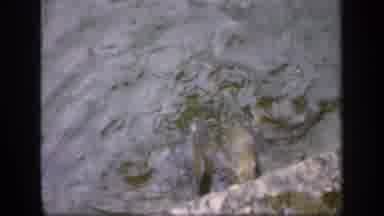 IRELAND-1949: Fish Feeding In Murky Water At Quay