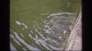 Ireland (1949): A Street Bond With Fishes And Beautiful Vintage Buildings Around