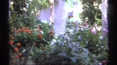 Cabo San Lucas Mexico (1974): A Panning View Of The Beautiful Flowers And Bushes