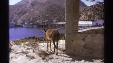 Cabo San Lucas Mexico (1974): Mule That Is Tied Up To The Pillar Looks Out Towards