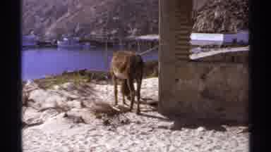 Cabo San Lucas Mexico (1974): The Mule Checks The Ground For Grasses To Eat But