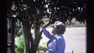 Guaymas Mexico (1975): Old Lady Picking Fruit From A Tree Photographed