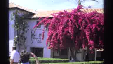 Guaymas Mexico (1975): Red And Pink Hanging Flowers On The Building