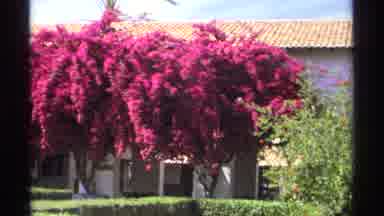 Guaymas Mexico (1975): A Dark And Red Color Flower Institute A National Park