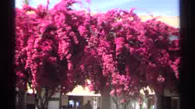 Guaymas Mexico (1975): A Flowers Being Place In The Top Of The Buildings Are Great