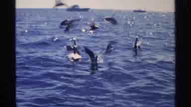 Guaymas Mexico (1975): Seagulls Flocking In The Ocean Near Harbor