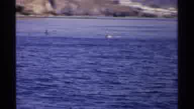 Guaymas Mexico (1975): Ducks On The Blue Sea