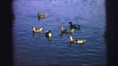 MOBILE ALABAMA-ile-: Boy Control The Movement Of Ducklings On Water With A Pole