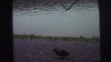 MOBILE ALABAMA-ile-: Child Feeds Birds Near The Water