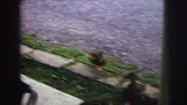 MOBILE ALABAMA-ile-: Baby Ducks Looking For Food As Group Of Kids Watches