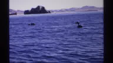 Guaymas Mexico-1975: Pair Of Pelicans Swimming In Ocean On A Clear Sunny Day