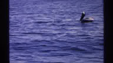 Guaymas Mexico-1975: Pelican On Water With Mountains In Background