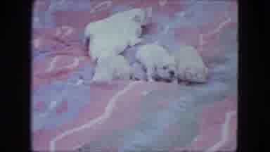 Duluth Minnesota (1963): Newborn Puppies Playing In A Blanket