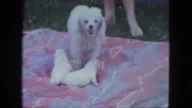 Duluth Minnesota (1963): Adult Dog And Two Puppies On Blanket In Yard Person