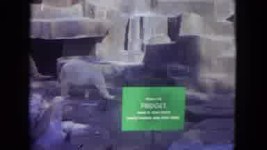 Chicago Illinois-1972: Female Polar Bear Fidget Moving In Zoo Enclosure
